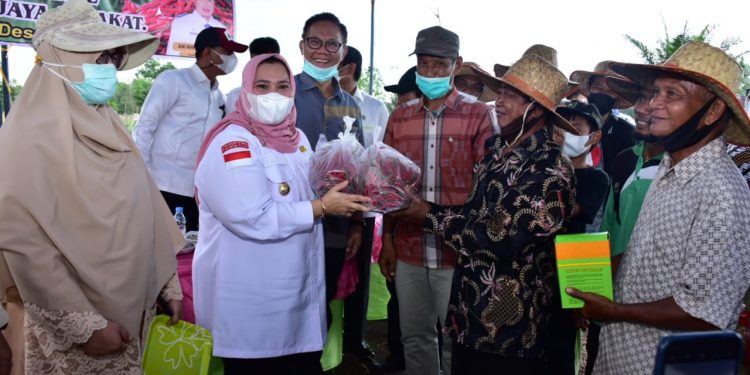 Bupati Panen Cabai